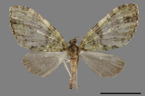 Tristeirometa viridifasciata[窄翅綠波尺蛾][00039322]