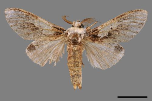 Syntypistis comatus[白斑跨舟蛾][00047872]