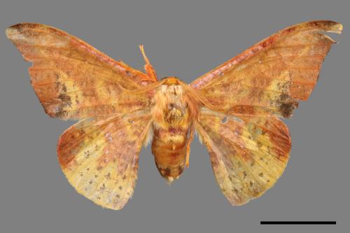 Oreta fuscopurpurea[點帶鉤蛾][00057592]