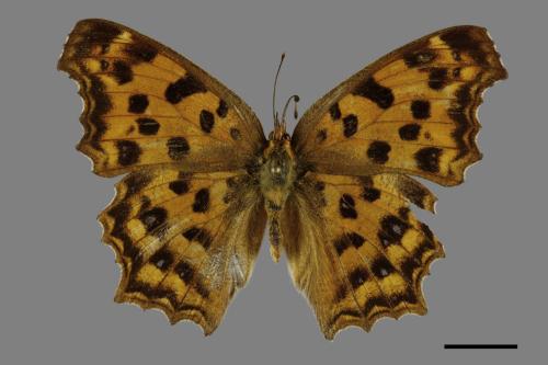 Polygonia c-aureum lunulata[黃蛺蝶][00093848]