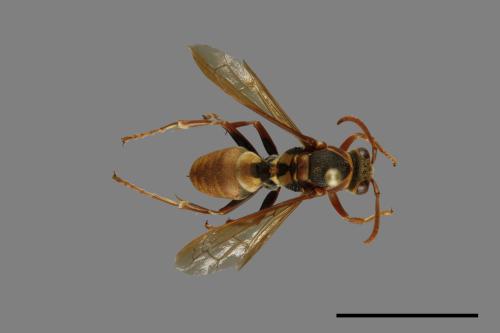 Polistes takasagonus[雙斑長腳蜂][00072743]