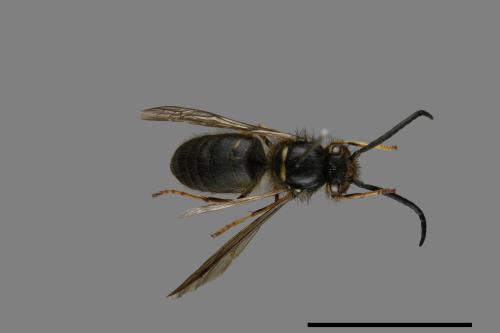 Vespula flaviceps[細黃胡蜂][00073395]