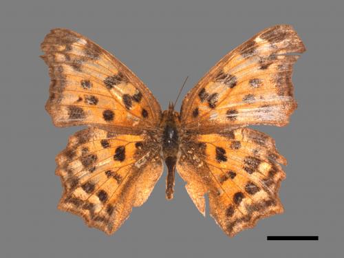 Polygonia c-aureum lunulata[黃蛺蝶][00024827]