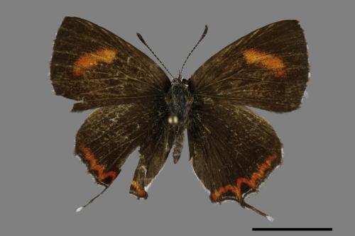 Heliophorus ila matsumurae[紅邊黃小灰蝶][00094074]