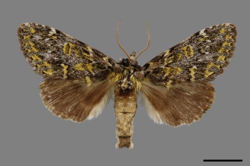 Pseudosomera noctuiformis[00020225]