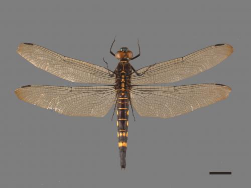 Onychothemis testacea tonkinensis[琥珀蜻蜓][00103236]