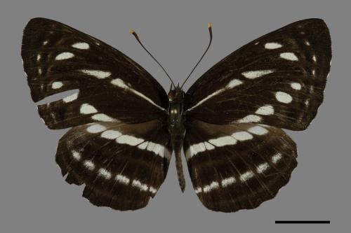 Neptis nata lutatia[臺灣三線蝶][00101541]