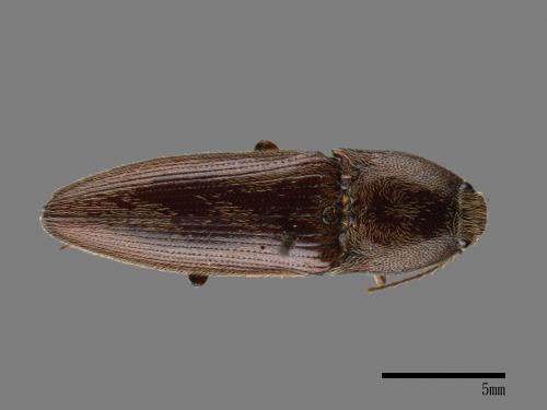 <已分類>Family：Elateridae[叩頭蟲科][00043454]