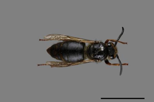 Vespula flaviceps[細黃胡蜂][00073484]