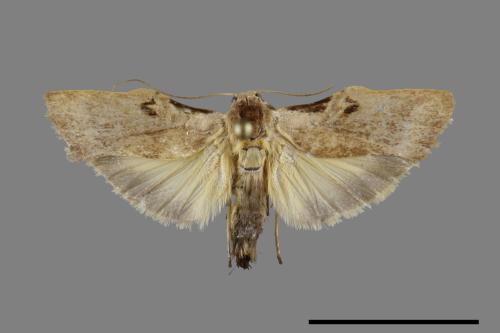 Teulisna tumida[膨圖苔蛾][00092996]