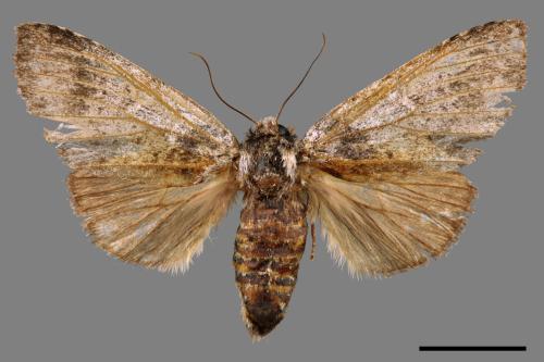 Pseudofentonia nigrofasciata[00039908]