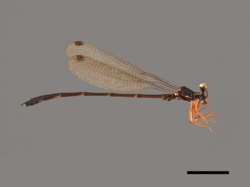 Rhipidolestes aculeatus aculeatus[芽痣蹣蟌][00104059]