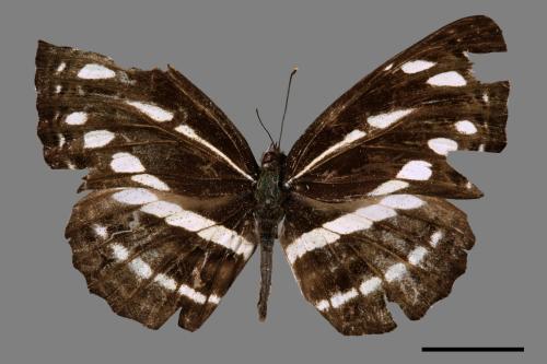 Neptis nata lutatia[臺灣三線蝶][00027428]