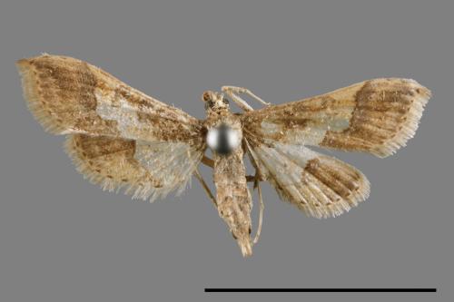 Hydriris ornatalis[00065051]