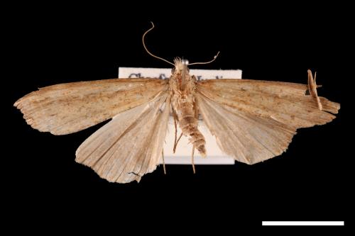 Hypena longipennis[00009673]