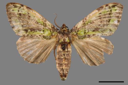 Somera viridifusca viridifusca[瑟舟蛾][00020226]