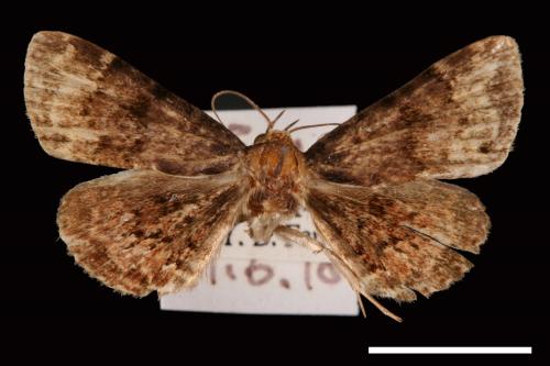 <已分類>Genus：Diomea[00007317]