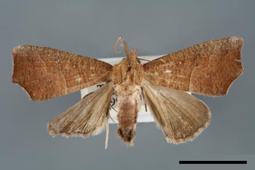 Anomis mesogona[00006833]