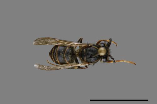 Vespula flaviceps[細黃胡蜂][00073004]