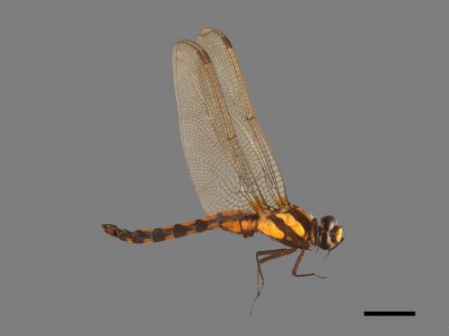 Orthetrum japonicum internum[扶桑蜻蜓][00103575]