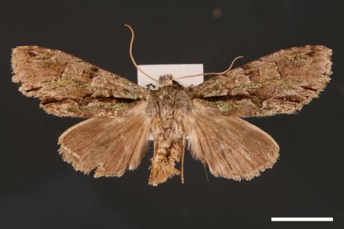 Belosticta laxa[00001645]