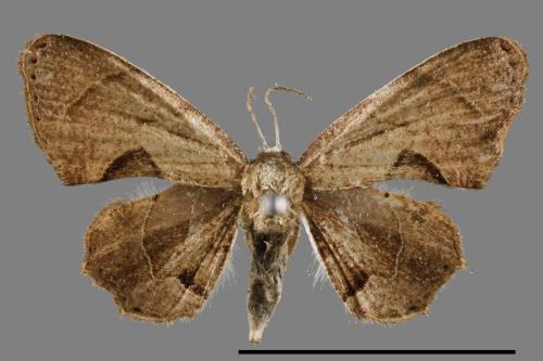 Phazaca alikangensis[里港圓翅雙尾蛾][00012564]