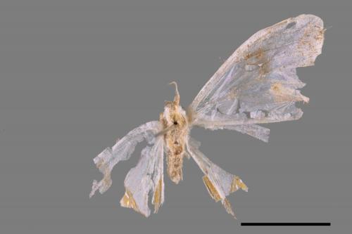 Agathia laetata[Y紋艷青尺蛾][00089904]