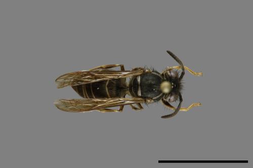 Vespula flaviceps[細黃胡蜂][00072983]