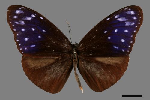 Euploea mulciber barsine[端紫斑蝶][00013380]