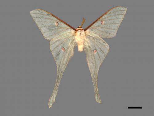 Actias neidhoederi[姬長尾水青蛾][00016393]