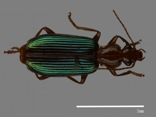 <已分類>Family：Carabidae[步行蟲科][00048341]