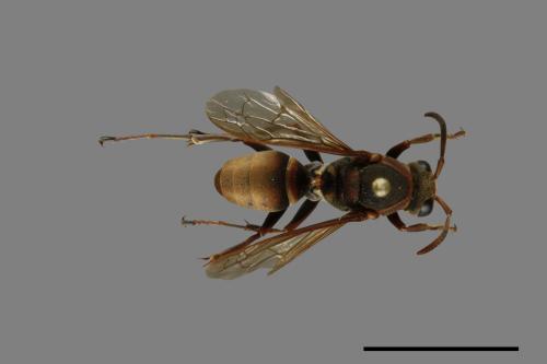Polistes takasagonus[雙斑長腳蜂][00072728]