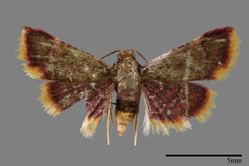<已分類>Family：Pyralidae[螟蛾科][00065689]