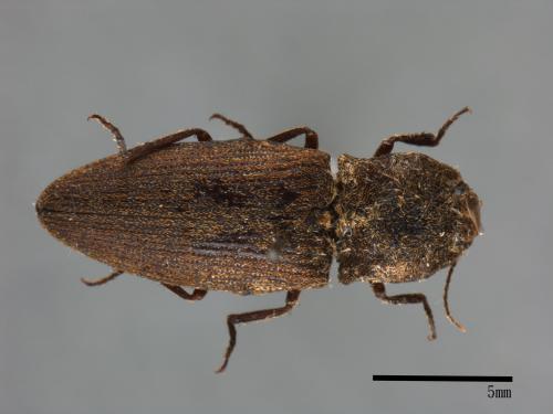 <已分類>Family：Elateridae[叩頭蟲科][00054053]