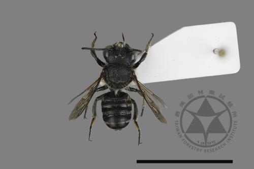 <已分類>Genus：Megachile[切葉蜂屬][00197150]