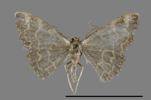 <已分類>Genus：Idaea[00099671]