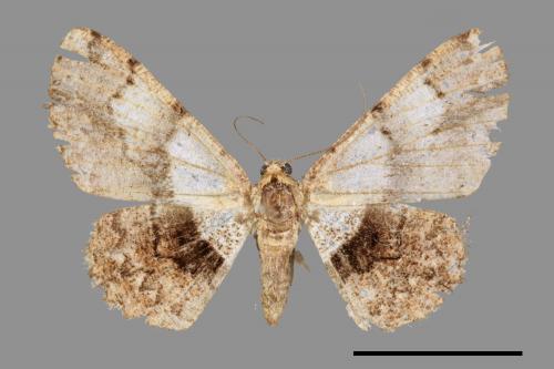 Satoblephara owadai[腹毛墨紋尺蛾][00051565]