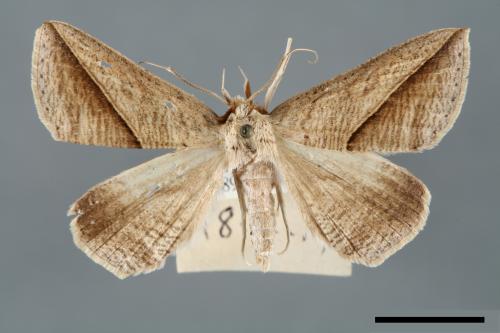 Dierna duplicata[00005933]