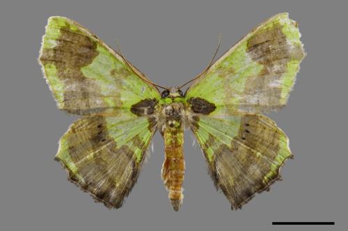 Agathia diversiformis[短尾艷青尺蛾][00099473]