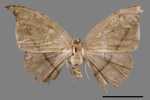 Albara reversaria opalescens[單帶鉤蛾][00039149]