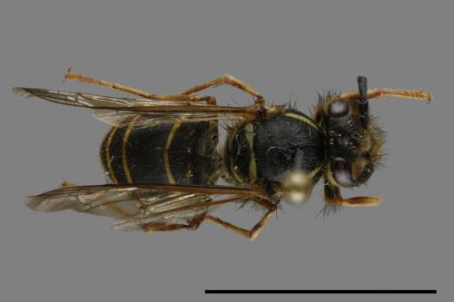 Vespula flaviceps[細黃胡蜂][00120560]