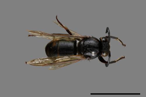 Vespula flaviceps[細黃胡蜂][00073126]