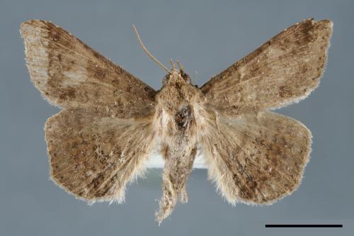 <已分類>Genus：Ericeia[00006491]