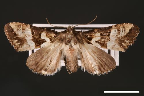 Phlogophora albovittata[白斑錦夜蛾][00002039]