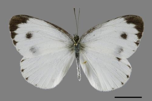Pieris canidia[臺灣紋白蝶][00101998]