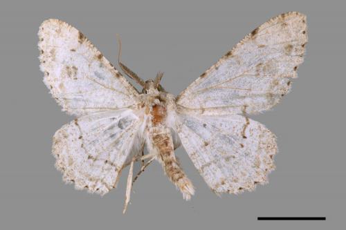 Lassaba parvalbidaria parvalbidaria[污雪雙斑尺蛾][00069174]