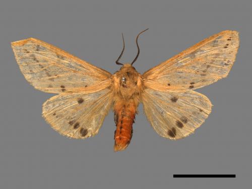 Spilarctia fumida[煙污燈蛾][00038896]