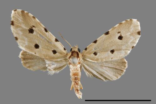 Metaemene atrigutta maculata[麗夜蛾][00009018]