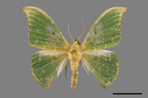 Tanaorhinus viridiluteatus[雙點鐮翅青尺蛾][00056771]