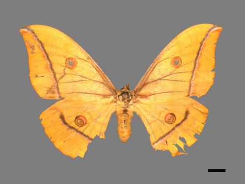 Antheraea yamamai superba[大透目天蠶蛾][00016015]